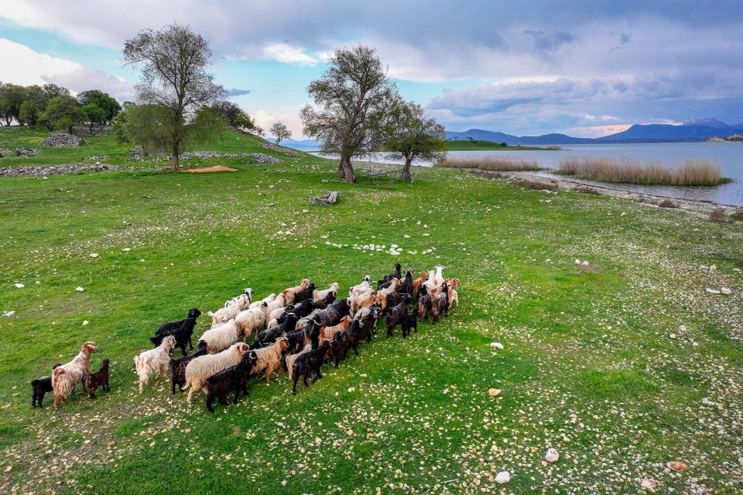 Konya'daki bu adanın sahipleri 50 küçükbaş sürüsü 15